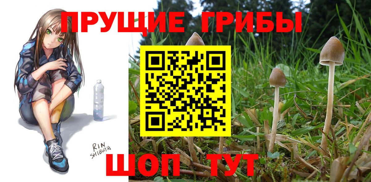 Псилоцибиновые грибы Cubensis Владивосток